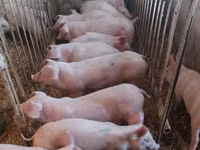 Schweine (Partie, Geschlecht nicht angegeben) — Foto 1