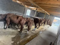 Sigir, Simmental cattle — 3-rasm