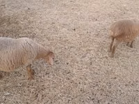 Schafe (Partie, Geschlecht nicht angegeben), Schafe — Foto 1