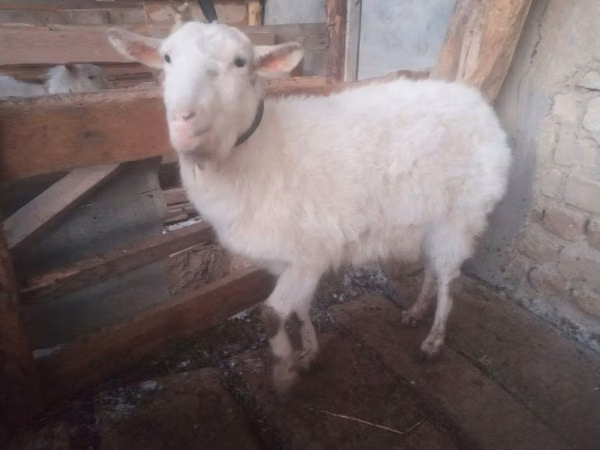 母山羊, Goats — 乌兹别克斯坦