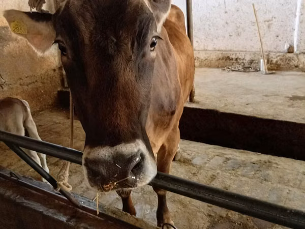 母牛, Swiss cattle — 吉尔吉斯斯坦