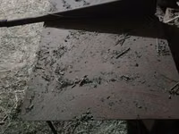 Ducks — الصورة 5