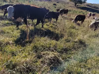 Bulle, Kasachische Weißkopfkuh — Foto 5