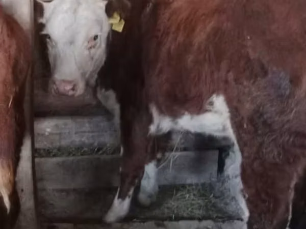 Kuh, Simmental cattle