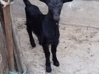 Cabra, Saanen goat — foto 2