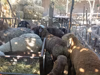 Schaf, Rhon sheep — Foto 3