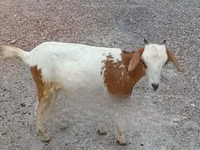 山羊（批次，未指定性别）, Goats — 照片 2
