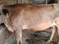 母牛, Cattle — 照片 3