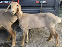 Schaf, Arashan sheep — Foto 4