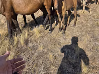 Mare, Kazakh horse — photo 4