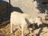 Ziegenbock, Ziegen — Foto 8