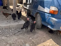Turkeys — الصورة 8