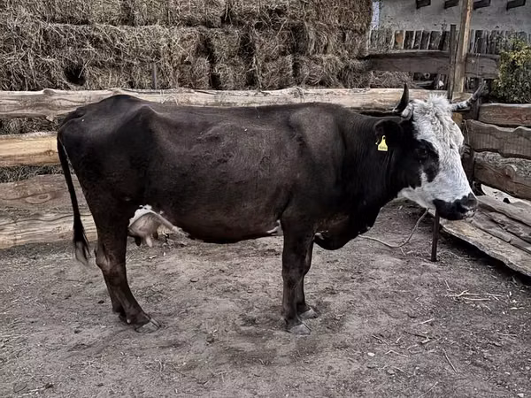 गाय, कजाख़स्तानी सफेद सिर वाली गाय — कज़ाखस्तान