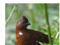 Guinea fowl — Foto 5