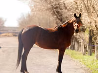 Stute, Thoroughbred horse — Foto 3