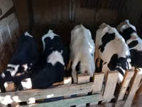 Bulle, Russian Black pied cattle — Foto 2