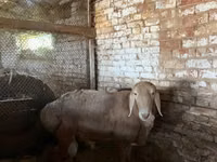Қошқар, Arashan sheep — 2-сурет