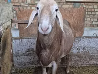 Carnero, Arashan sheep — foto 1