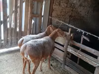Schaf, Arashan sheep — Foto 4
