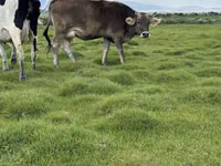 بقرة, Swiss cattle — الصورة 8