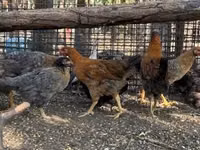 Chickens — الصورة 2
