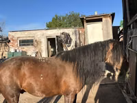 Hengst, Kazakh horse — Foto 1