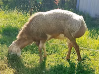 Qoʻchqor, Arashan sheep — 5-rasm