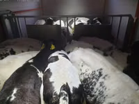 Bovinos (lote, sexo no especificado), Russian Black pied cattle — foto 5