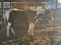 فرس, الخيول — الصورة 5