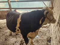 Bulle, Simmental cattle — Foto 4