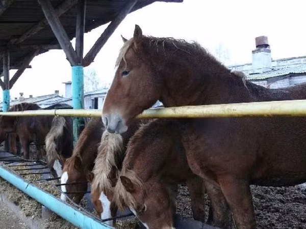 Hengst, Horse breed — Kasachstan
