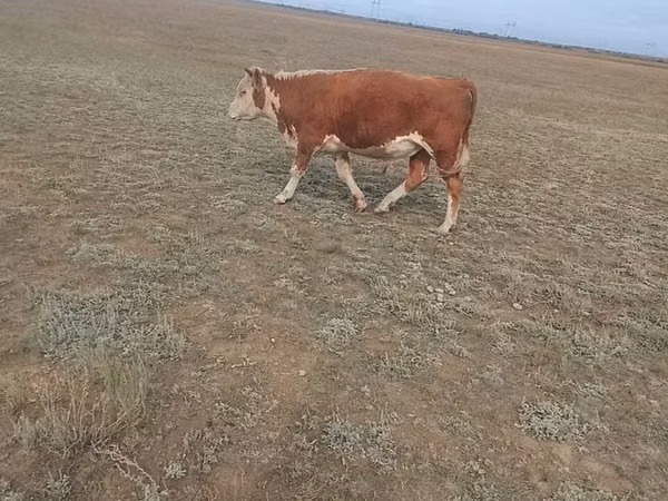 公牛, Kazakh White-headed cow — 哈萨克斯坦