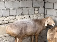 Carnero, Arashan sheep — foto 1