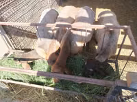 Widder, Rhon sheep — Foto 2