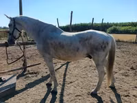 Horse (M), Horses — photo 4