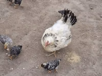 Chickens — الصورة 7