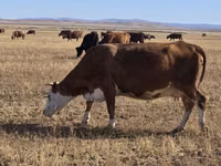गाय, Latvian Blue cattle — फ़ोटो 2