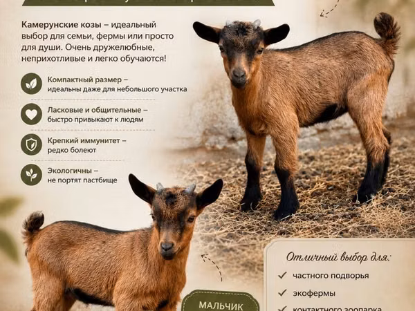 Ziege, Ziegen — Kasachstan