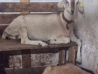 母山羊, Nubian Goat — 照片 2