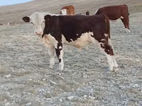 Bull, Kazakh White-headed cow — photo 8
