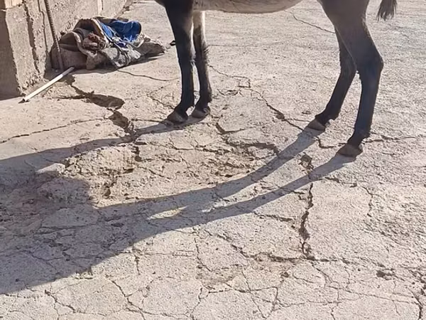 حصان, الخيول — قيرغيزستان