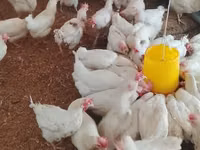 Chickens — Foto 2