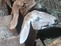 نعجة, Arashan sheep — الصورة 2