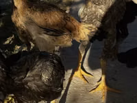 Chickens — Foto 2