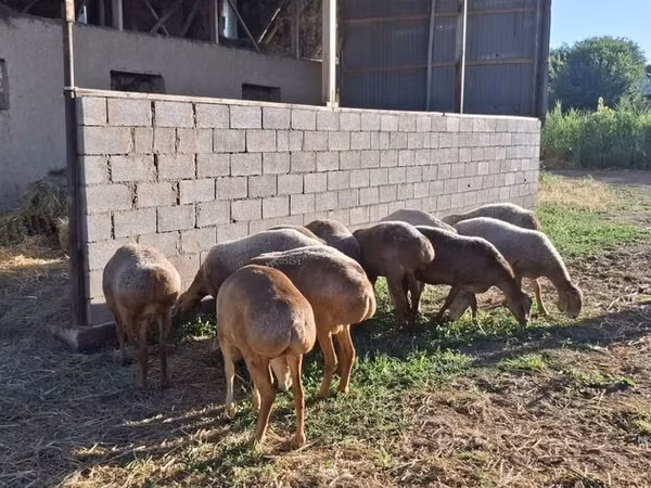 Schafe (Partie, Geschlecht nicht angegeben), Hissar sheep