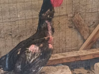 Chickens — Foto 3
