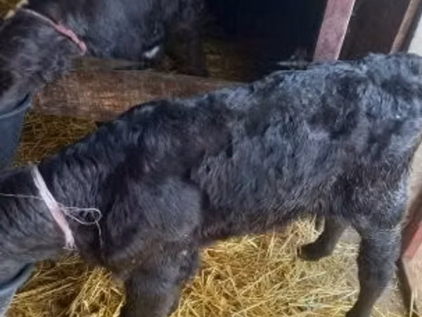 公牛, Limousin cow