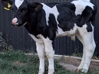 ثور, Swiss cattle — الصورة 6