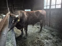 Buqa, Aberdin – Angus — 6-rasm
