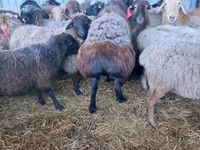 كبش, Hissar sheep — الصورة 3